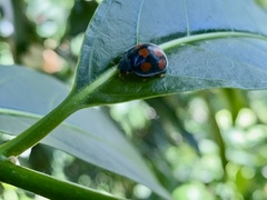 Epilachna mexicana