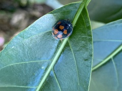 Epilachna mexicana