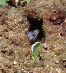 Gymnothorax rueppelliae