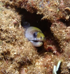 Gymnothorax rueppelliae