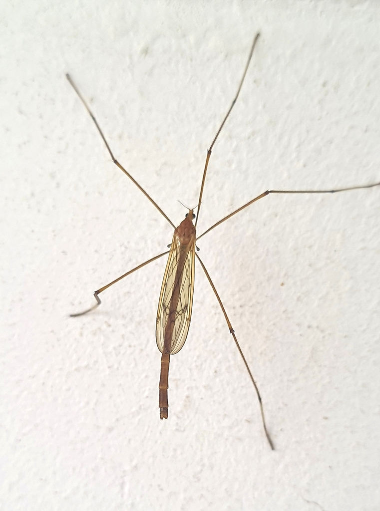 Lecteria pallipes
