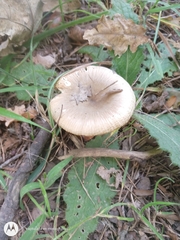 Russula
