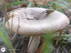 Russula
