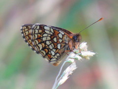 Melitaea britomartis