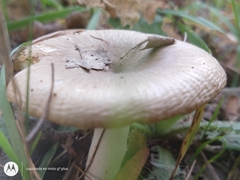 Russula