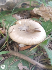 Russula