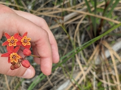 Asclepias lanceolata image