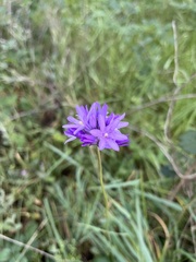Dichelostemma