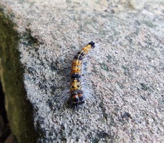 Lepidoptera