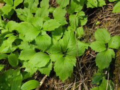 Cardamine constancei