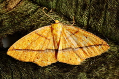 Periclina syctaria