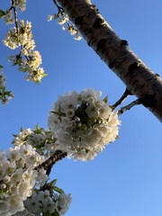 Prunus cerasifera