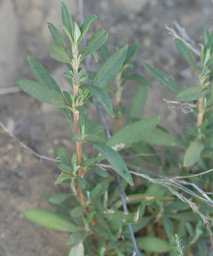 Salvia mellifera