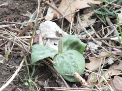 Trillium sessile