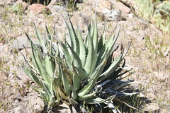 Agave deserti