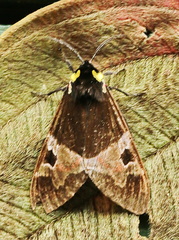 Dysschema panamensis