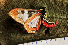 Dysschema panamensis