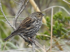 Plumbeous Sierra-Finch photo 2