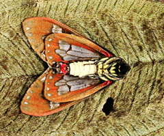 Dysschema panamensis