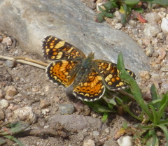 Phyciodes pulchella