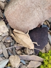 Ocnerodes fallaciosus