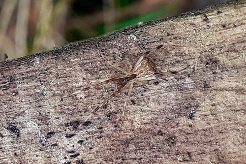 snovačka hranatá (Episinus angulatus)