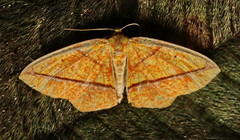 Periclina syctaria