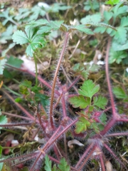 Geranium robertianum