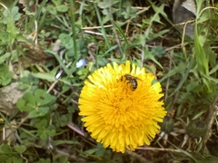 Taraxacum officinale