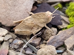 Ocnerodes fallaciosus