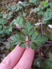 Geranium robertianum