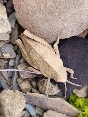 Ocnerodes fallaciosus