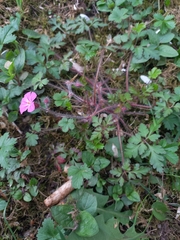 Geranium robertianum
