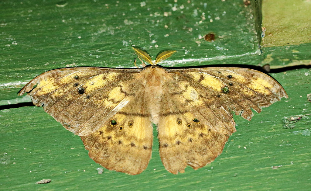 Copaxa conlani