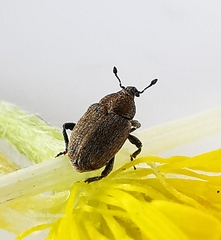 Sibinia pyrrhodactyla