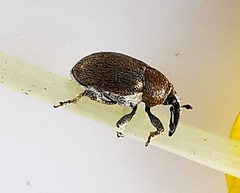 Sibinia pyrrhodactyla