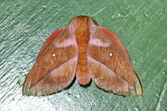 Othorene bernardoespinozai