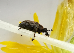 Sibinia pyrrhodactyla