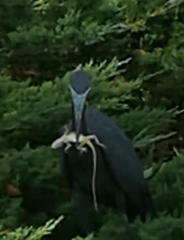 Egretta caerulea