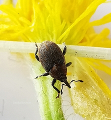 Sibinia pyrrhodactyla