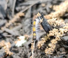 Lepidoptera
