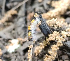 Lepidoptera