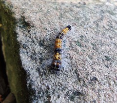 Lepidoptera