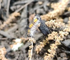 Lepidoptera