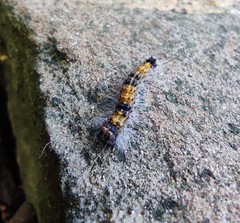 Lepidoptera
