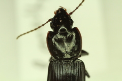 Pterostichus amethystinus