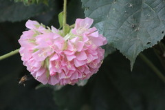 Dombeya × cayeuxii