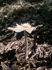 Coprinus calyptratus