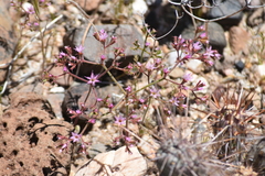 Chorizanthe fimbriata