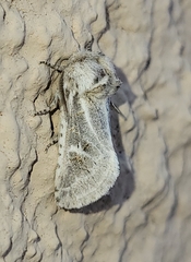 Comadia albistriga